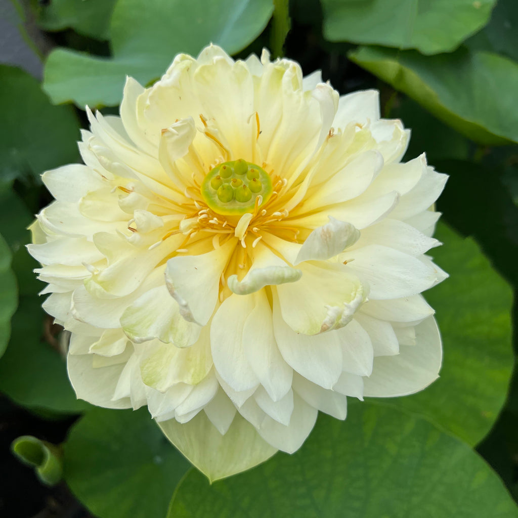 Golden Autumn Lotus <br>  Early Bloomer!
