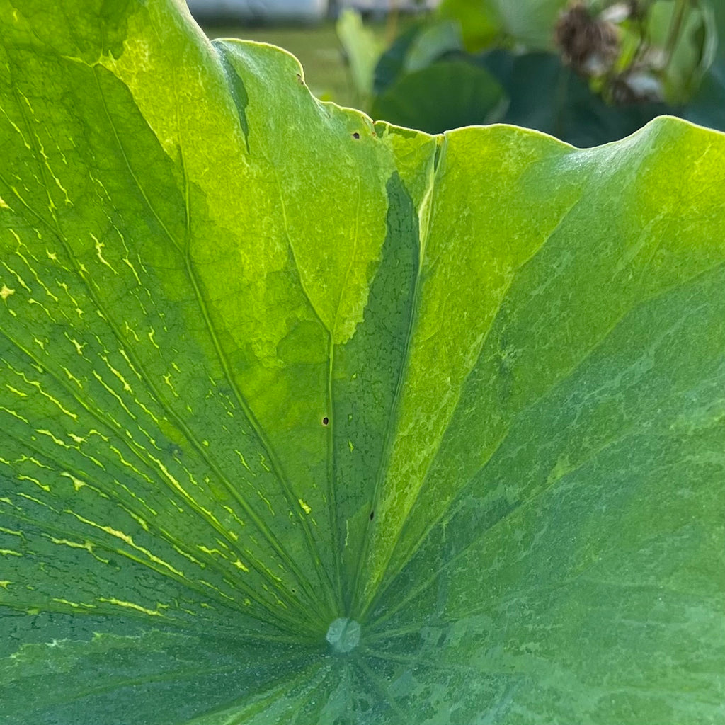 Golden Splash Hibiscus Lotus<br>Variegated Leaves