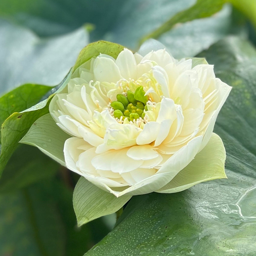 Green Cloud Lotus  <br>  Heavenly White Blooms!