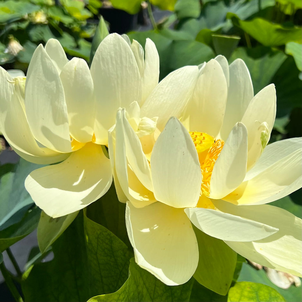 Hindu White Lotus  <br>  Wide Open Blooms!