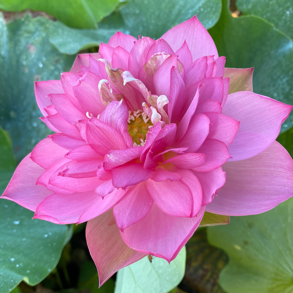 Handsome Hero 13 Lotus <br>   Beautiful blooms!