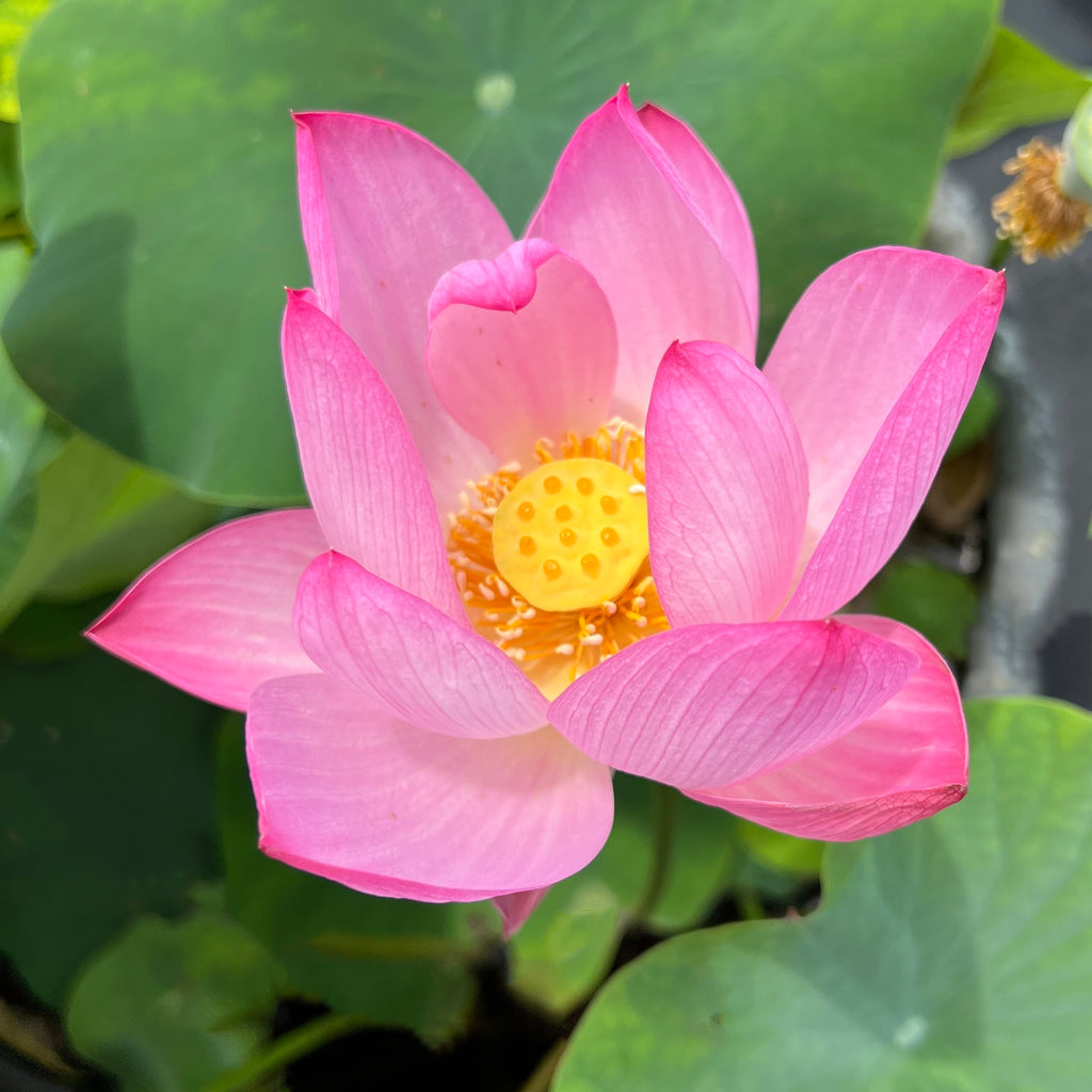 Princess Harper Of Ten Mile Creek Lotus  <br>  Lovely Multiple Blooms!