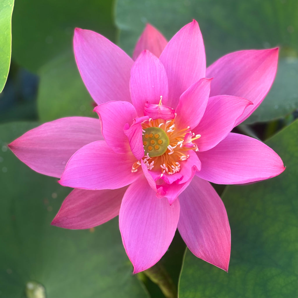 Heartthrob Lotus > Large Flowers