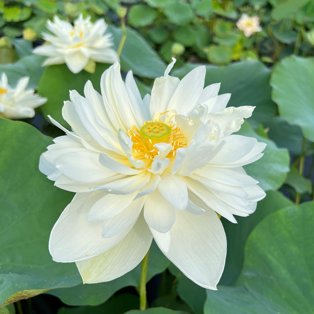 High Cotton Lotus  <br>  Heavy Bloomer!