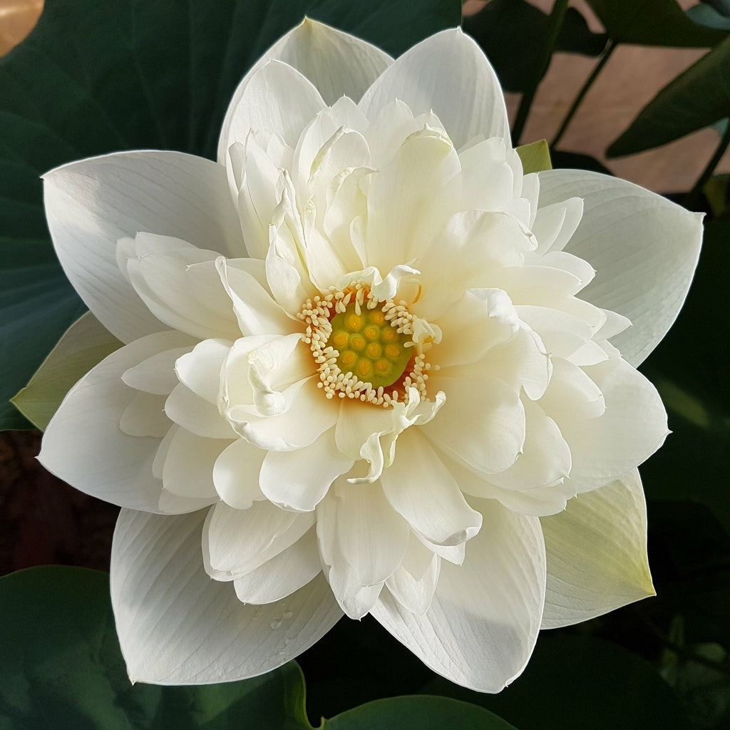 High Cotton Lotus  <br>  Heavy Bloomer!
