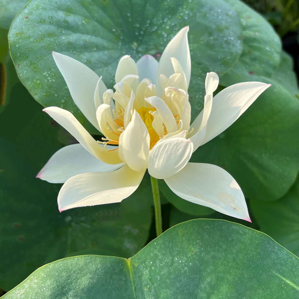 Hope Lotus > Very Unique Shape