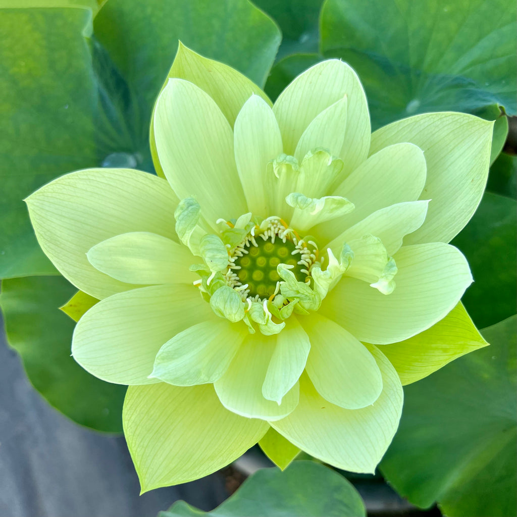Jade in Jinling Lotus  <br  Indescribably Beautiful!