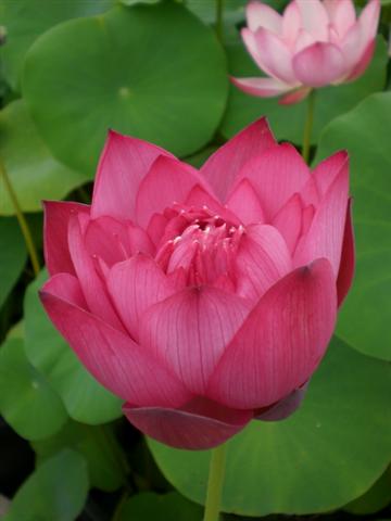 Jewel Flower Lotus (Bao Shi Hua)  <br>  Heavy Bloomer!