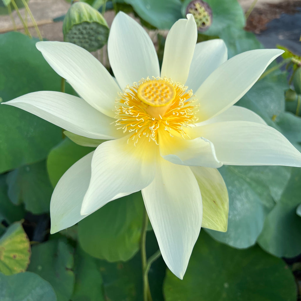 Jinling Elite Lotus   <br> Sunny Yellow!