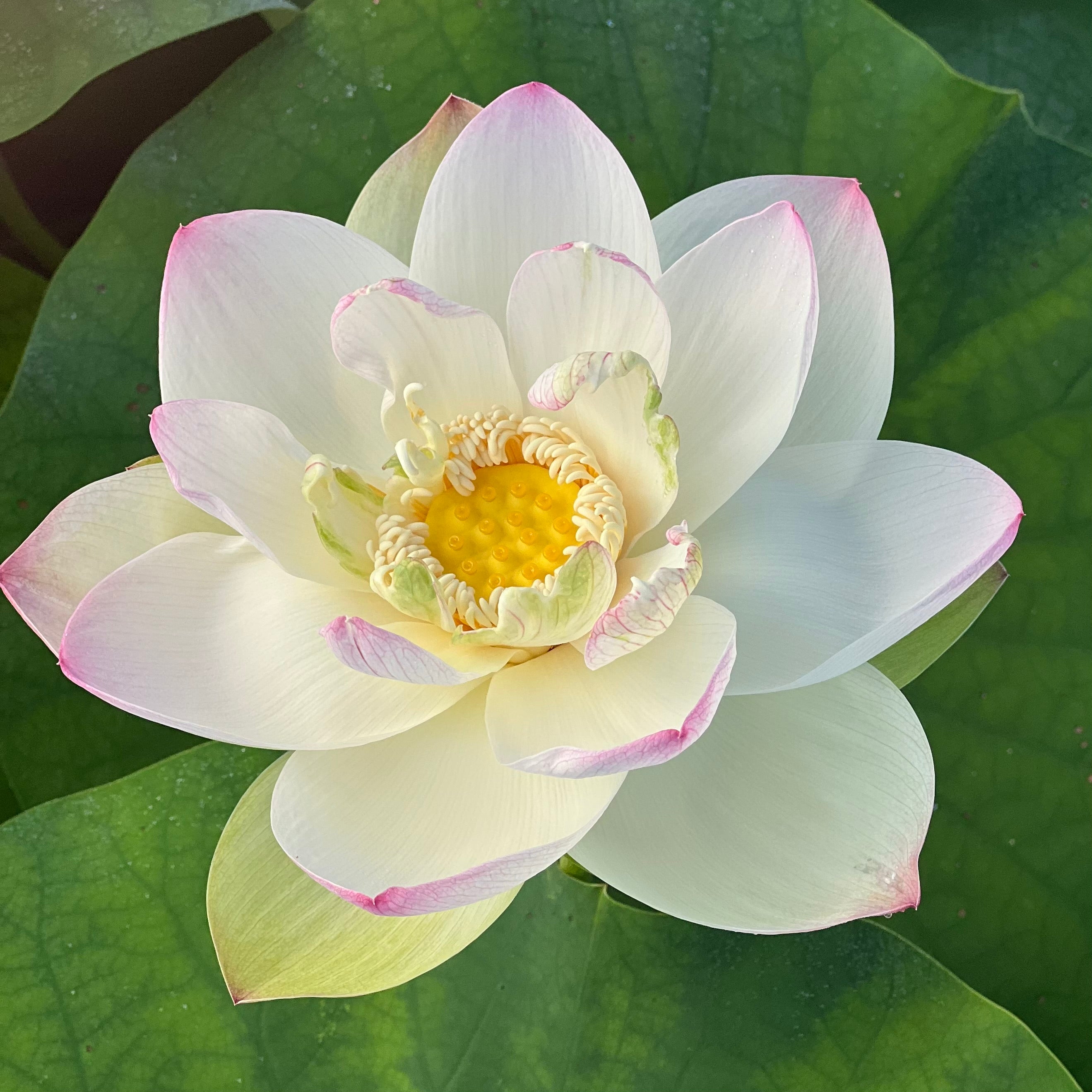 Sacred White Lotus - PondLotus.com