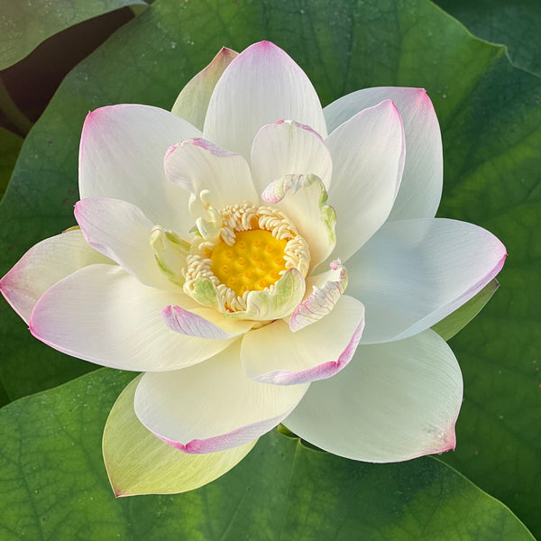 Sacred White Lotus - PondLotus.com