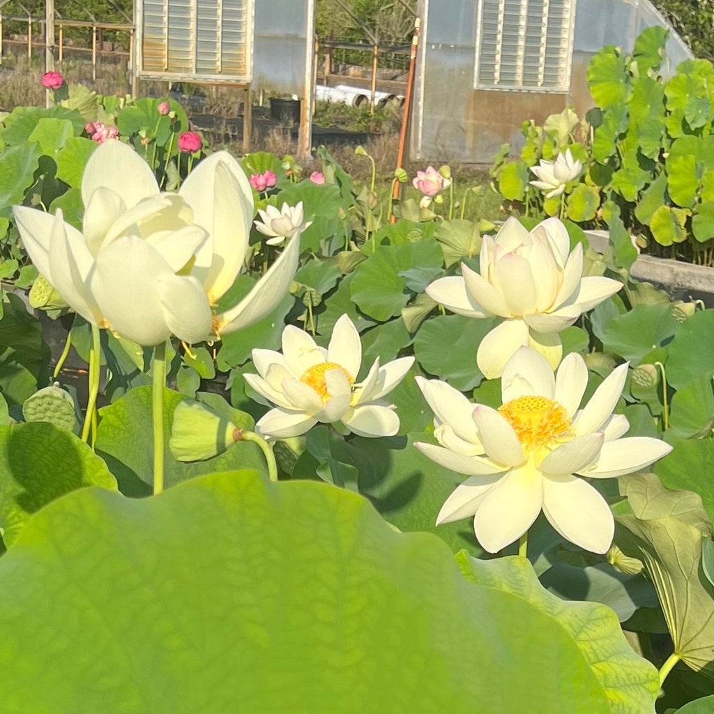 Sacred White Lotus