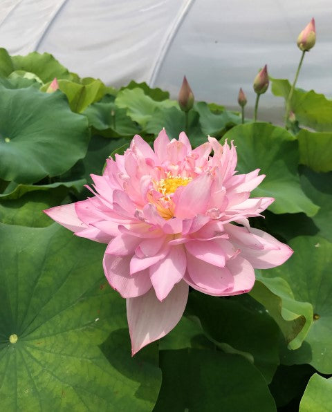 Lanceolate Pink Lotus <br>  8 Inch Blooms!