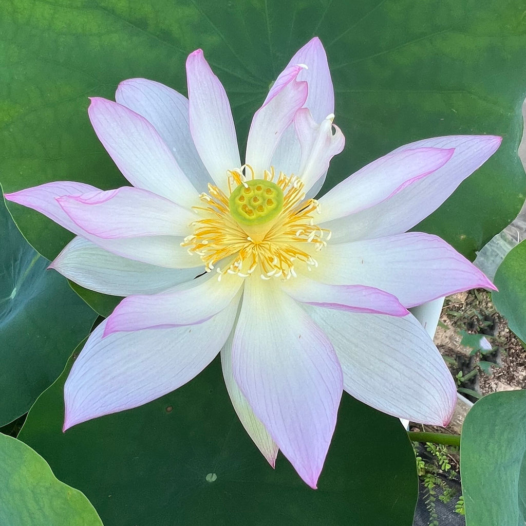 Light Of Yaochi Lotus <br>  Lustrous Flowers!