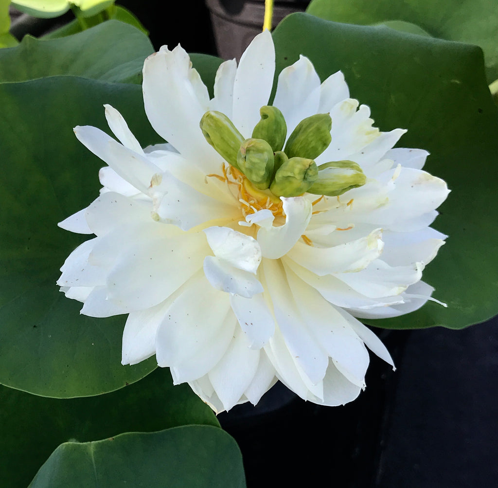 Petite Brocade Edge Lotus > Heavy Bloomer