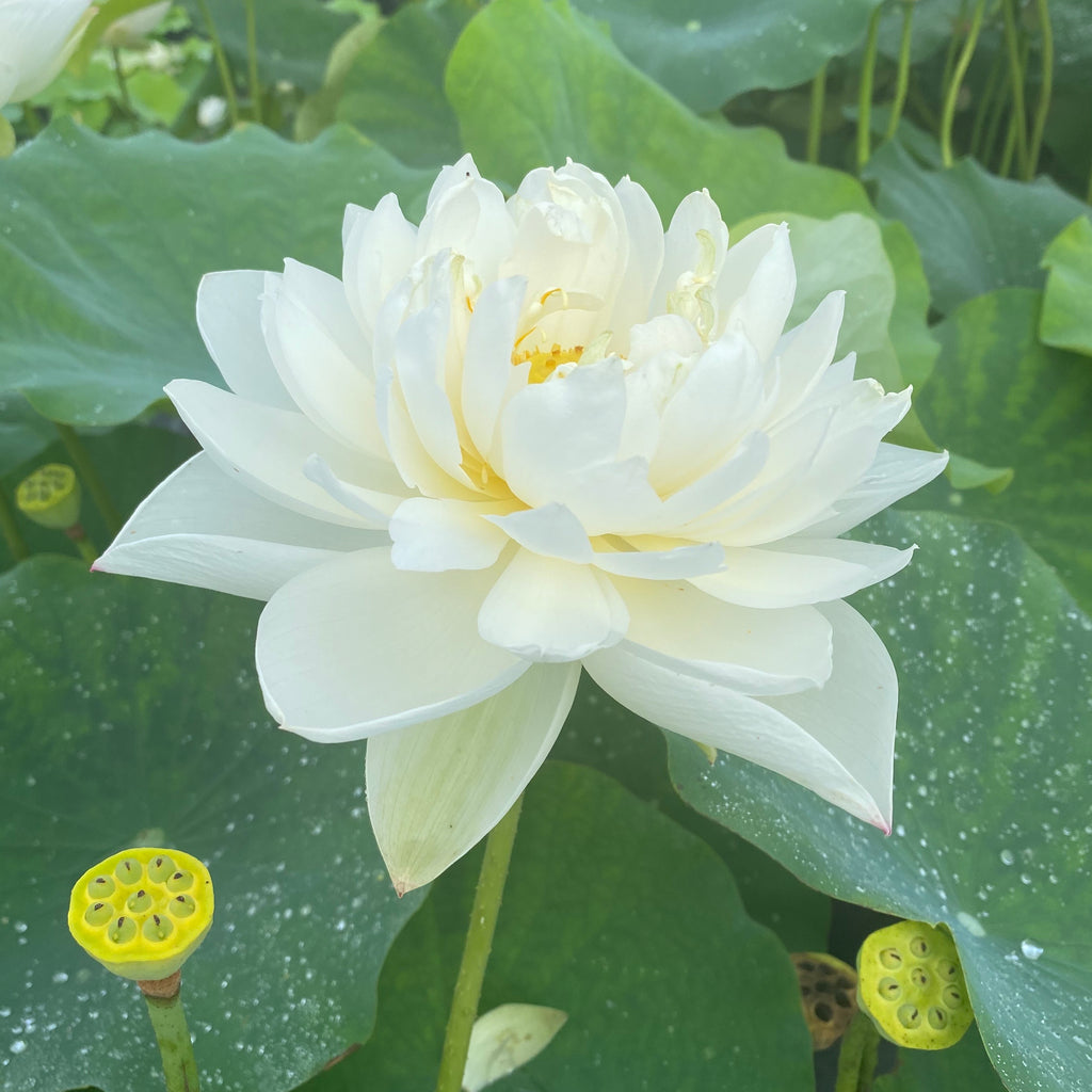 Little Green House Lotus  <br>  White, Elegant Flowers!