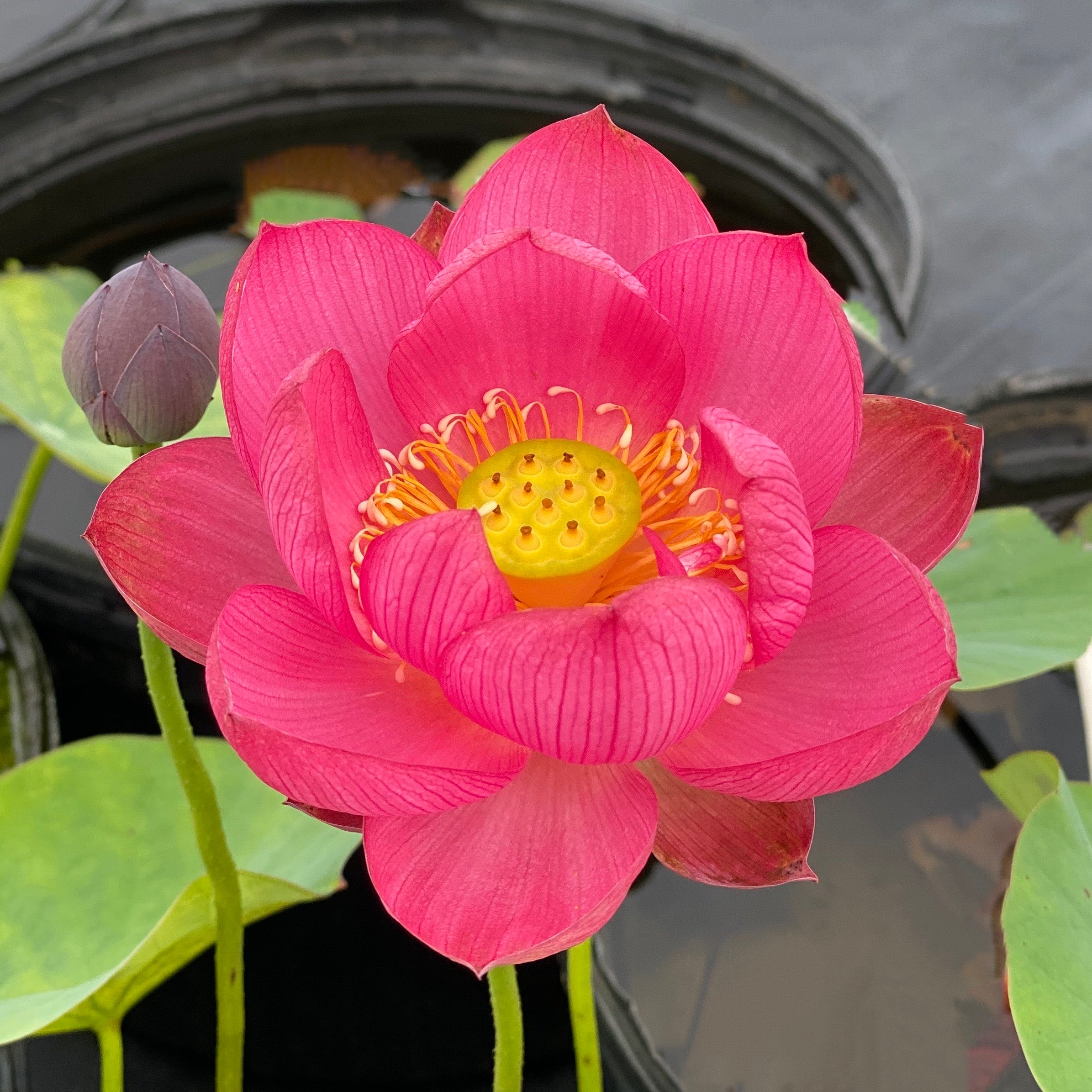 lotus house plant Little Longevity Star Lotus Small Plant