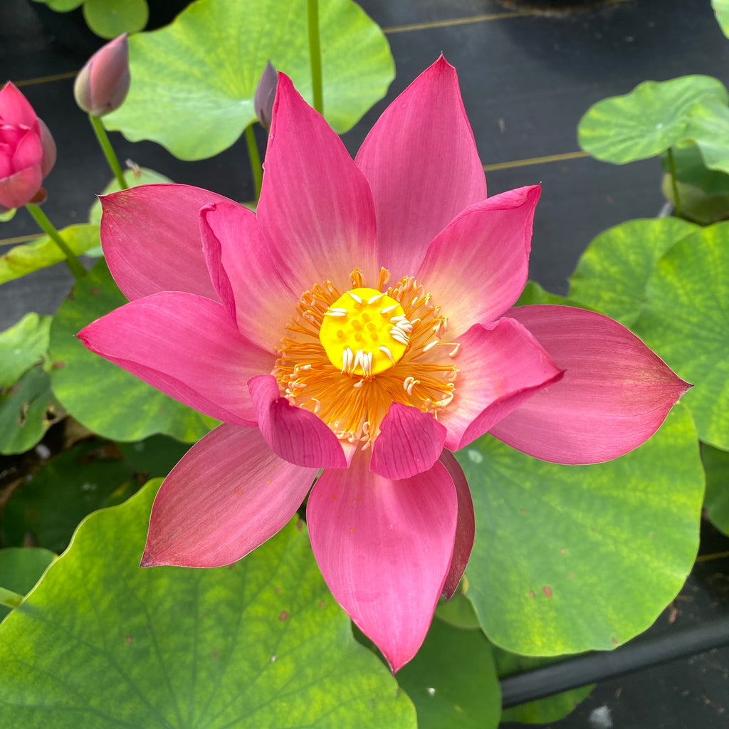 Little Red Missing Lotus  <br>   Brilliant Red & Heavy Bloomer!