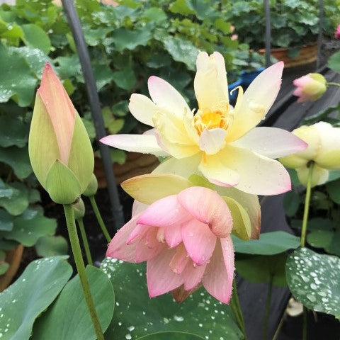 Little Tri-Color Lotus  <br>  Pretty Pastel Colors!