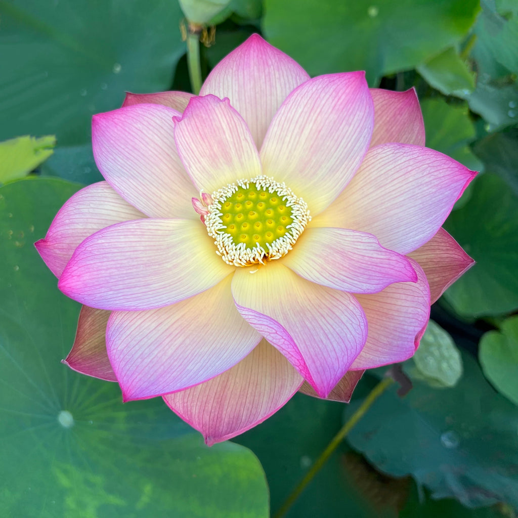 Monet Painting Lotus