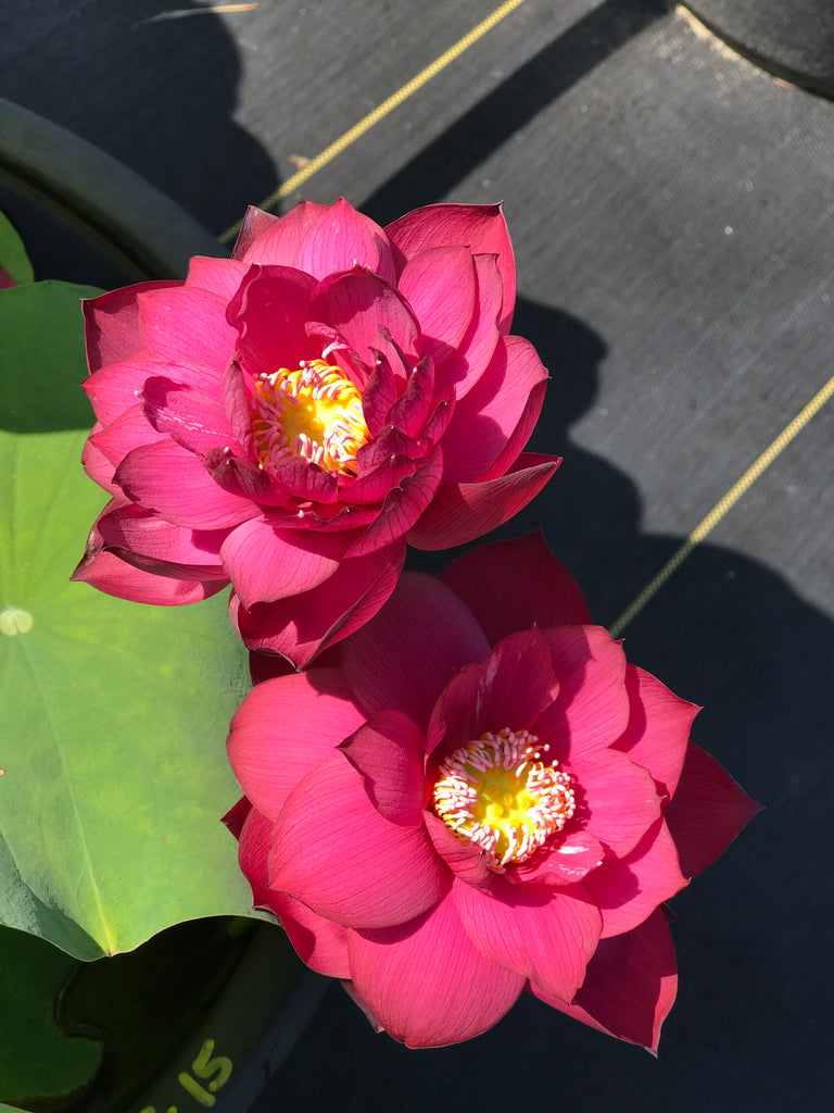 Magnificent 15 Lotus   'Gui Li 15'   <br>  Stunning Blooms!