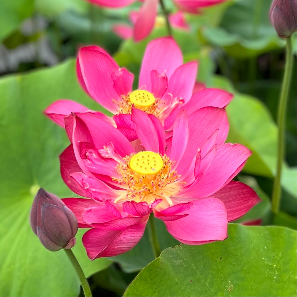 Magnificent 15 Lotus   'Gui Li 15'   <br>  Stunning Blooms!