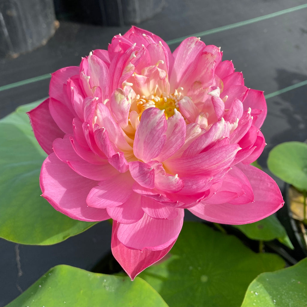 Mangala Patum Lotus <br> Heavy bloomer & Easy for beginners!