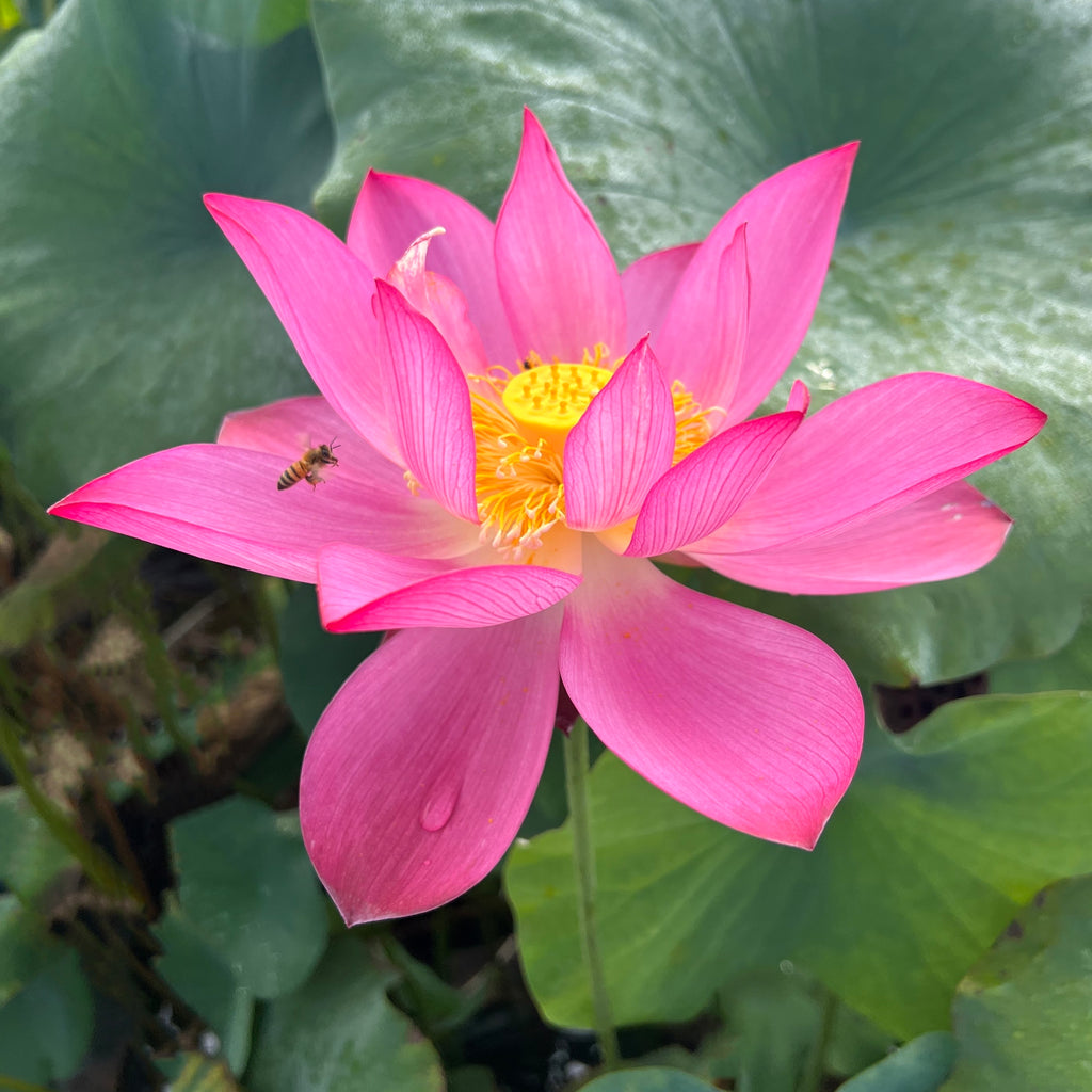 Mi Amigo Lotus  <br> 10 Inch Blooms!
