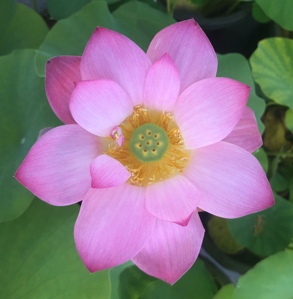Mi Amigo Lotus  <br> 10 Inch Blooms!