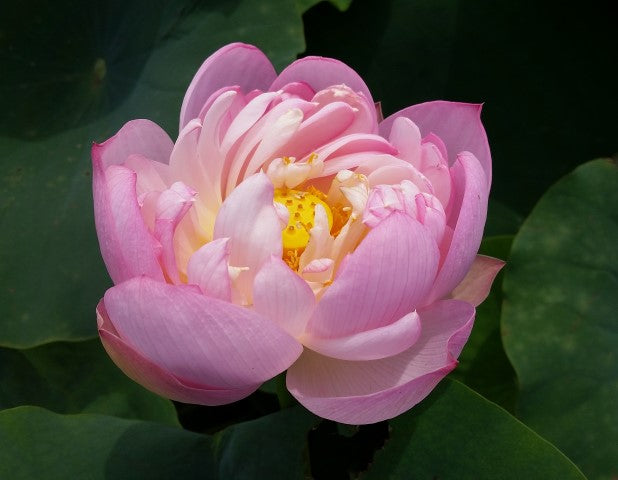 Moonbeam Lotus