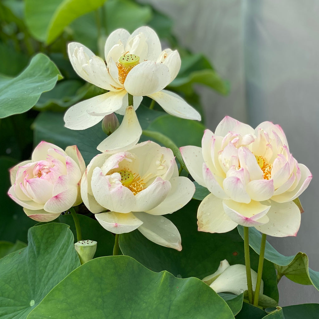 Olympic Lotus  <br>  Lovely Bi-color Blooms!