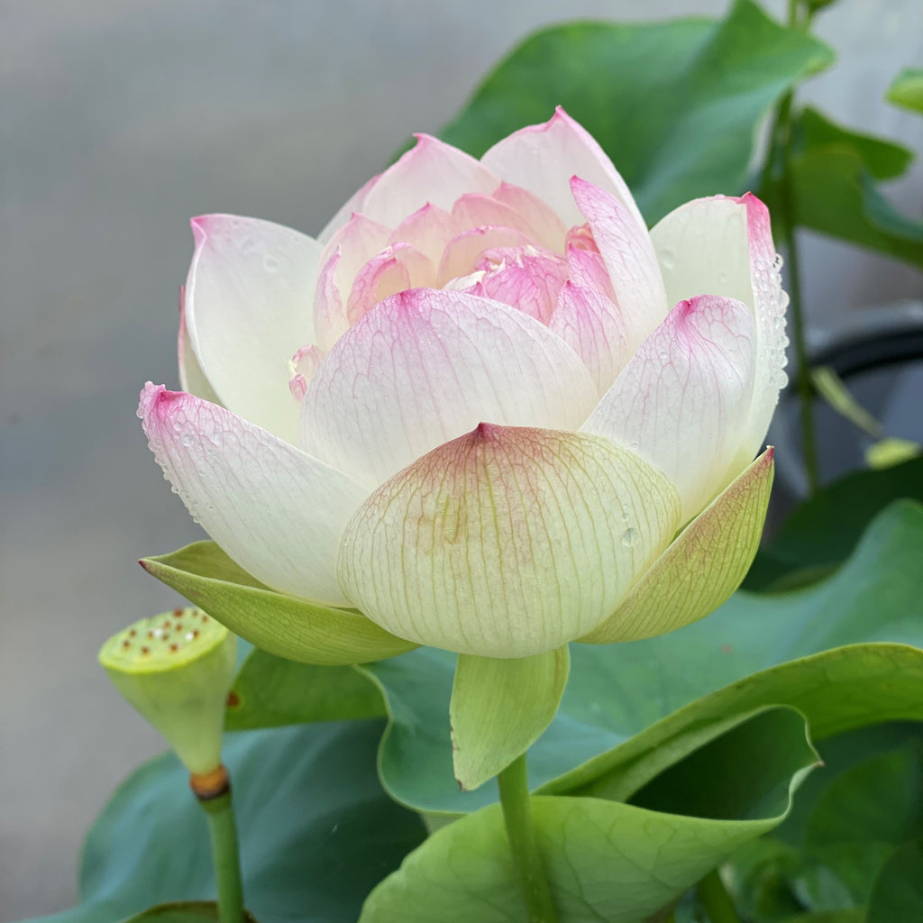 Olympic Lotus  <br>  Lovely Bi-color Blooms!