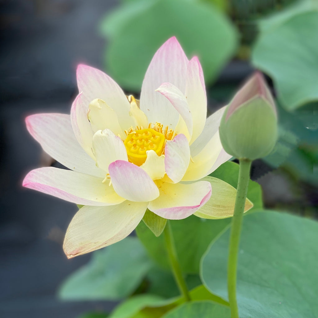 Oriole Out Of Water Lotus  <br>  Unique and Unusual!