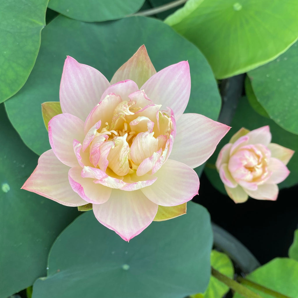 Oriole Out Of Water Lotus  <br>  Unique and Unusual!