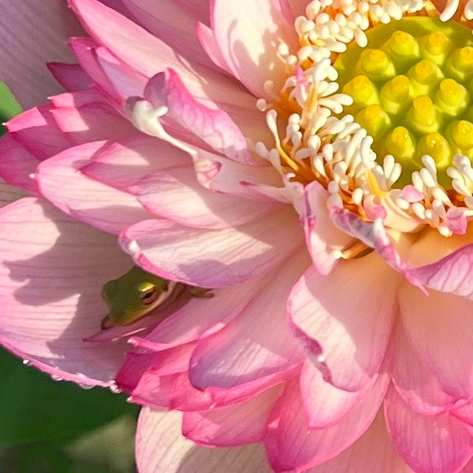 Pink Lady Lotus > Lots of Flowers