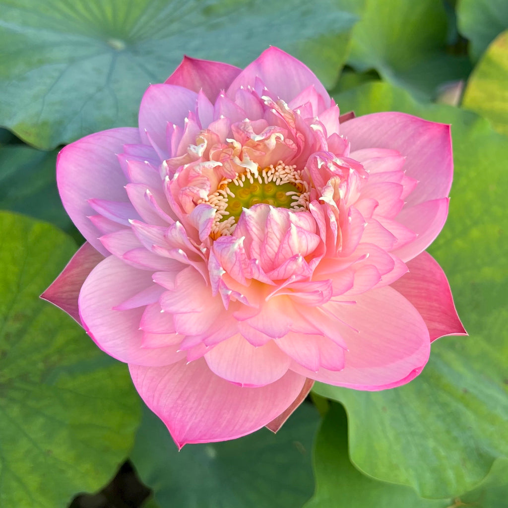 Pink Peach Lotus, (Fen Tao)  <br>  Heavy Bloomer!
