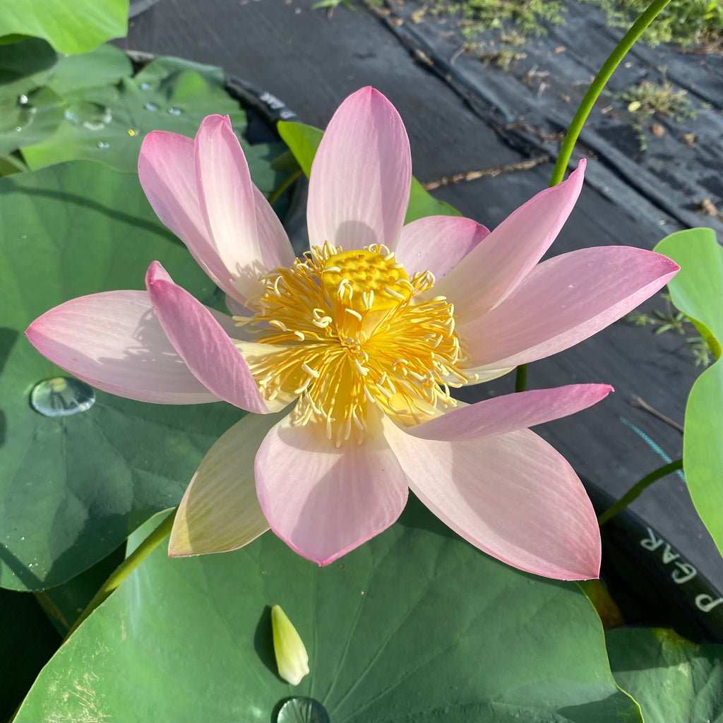 Pink Parfait Lotus, <br> Scrumptious Blooms!