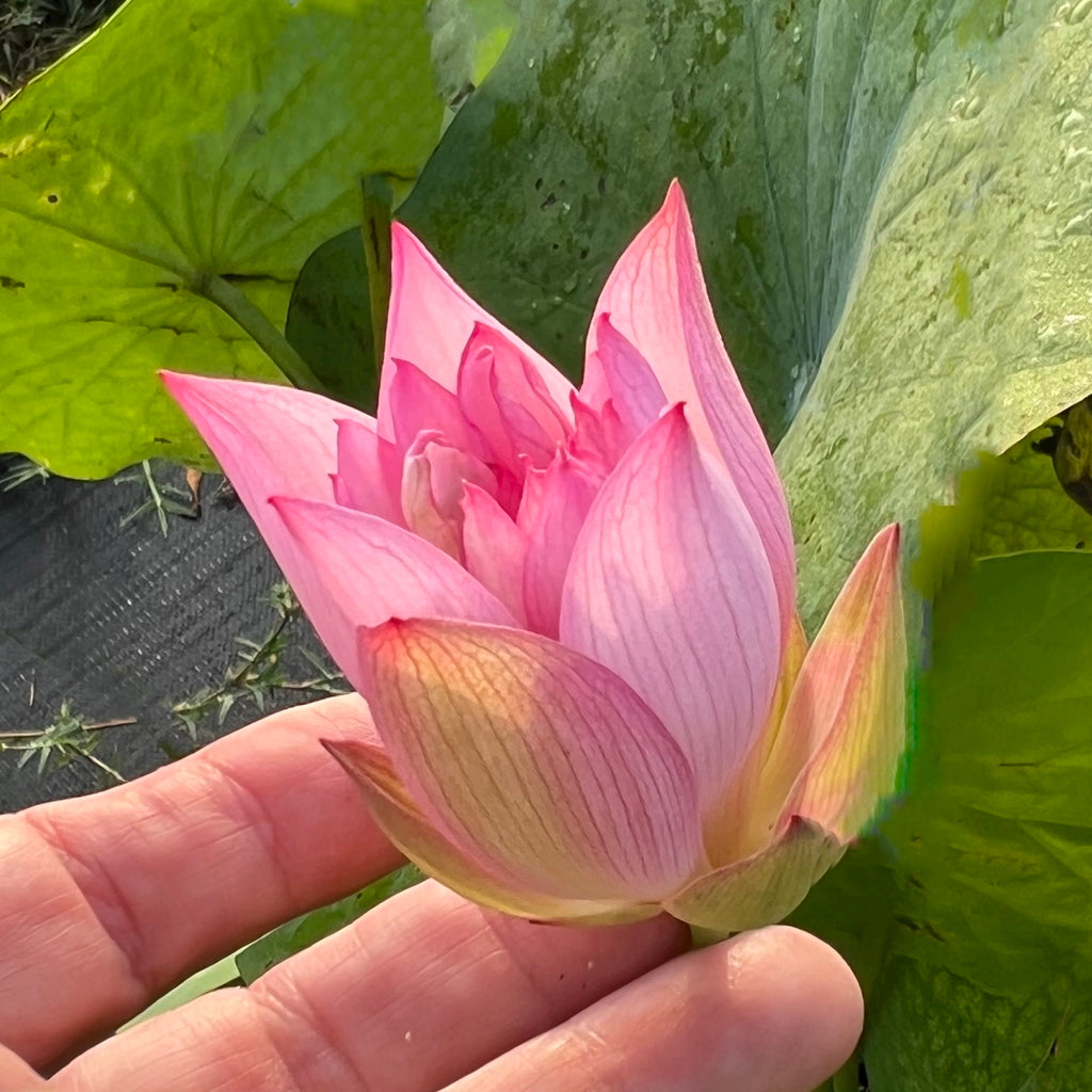 Pee Bee Pink Lotus  <br>  Mini Lotus!