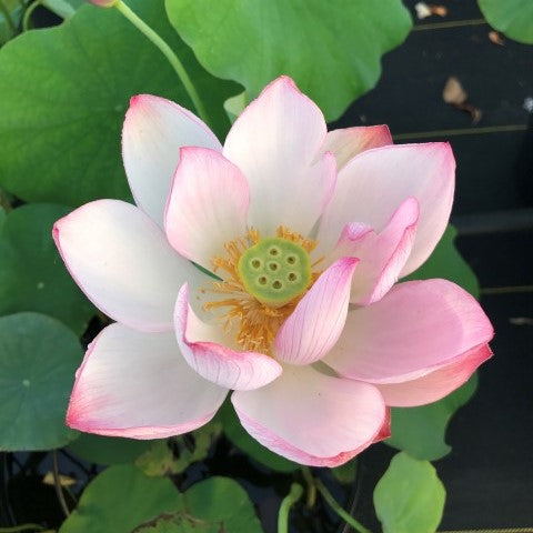 Peppermint Pink Lotus <br>  Delightful Flowers!