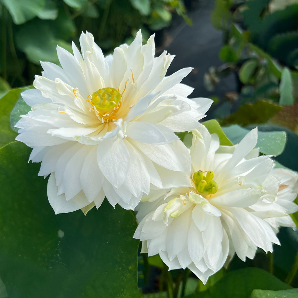 Petite Brocade Edge Lotus > Heavy Bloomer