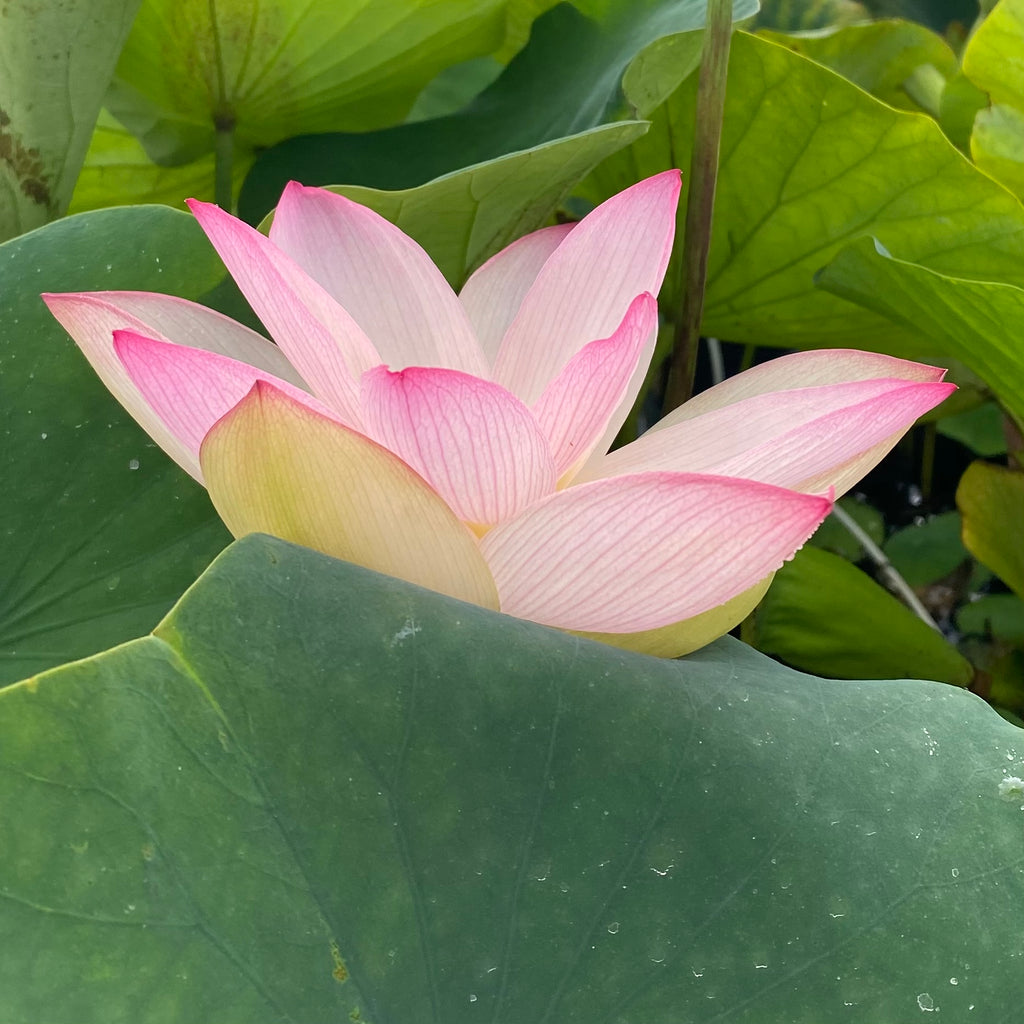 Piano Melody Lotus (Qinyun)   <br> Open, Airy Blooms!