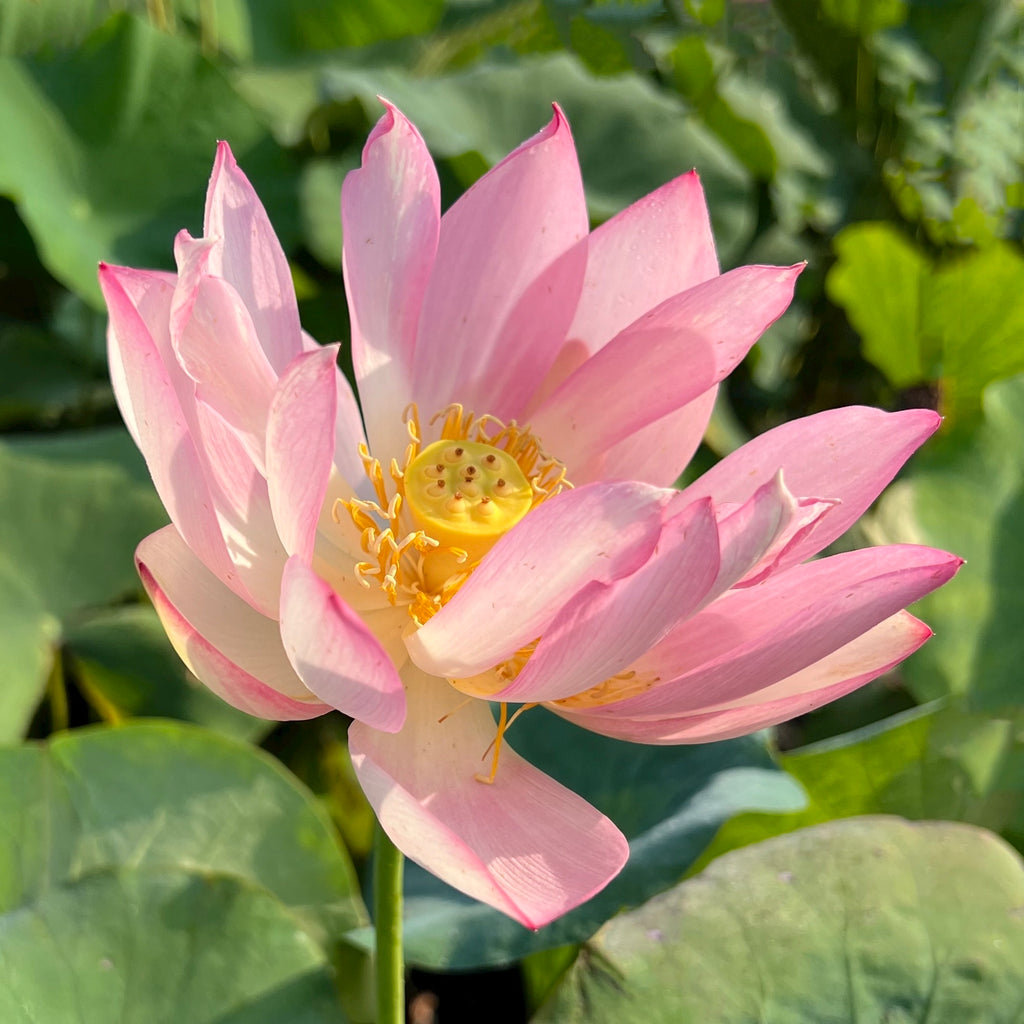 Pink Bowl Lotus > A Longtime Favorite