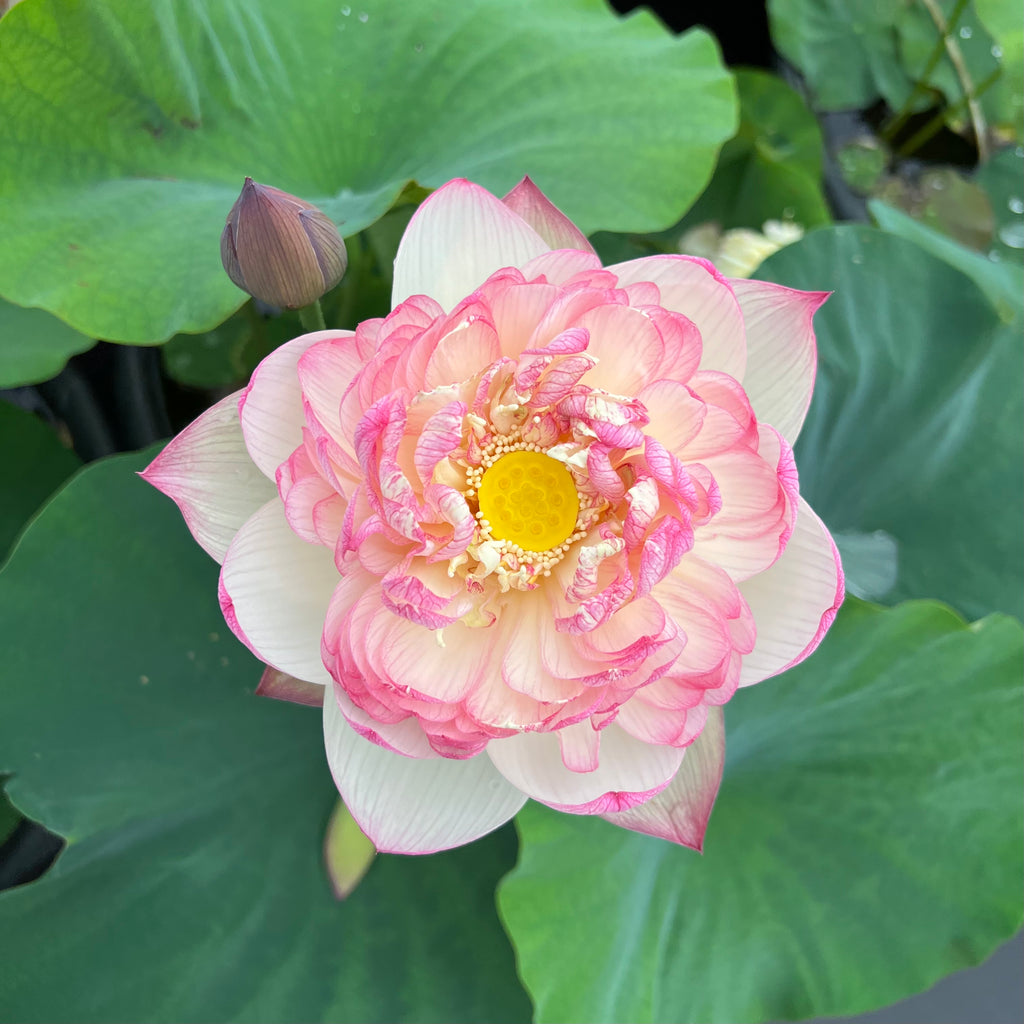 Pink Diamond Lotus > Heavy Bloomer
