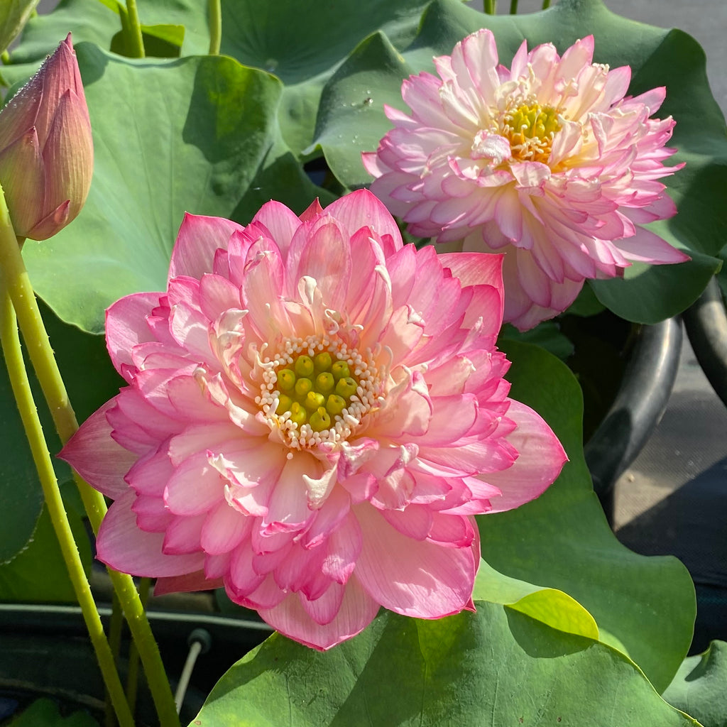 Pink Lady Lotus > Lots of Flowers