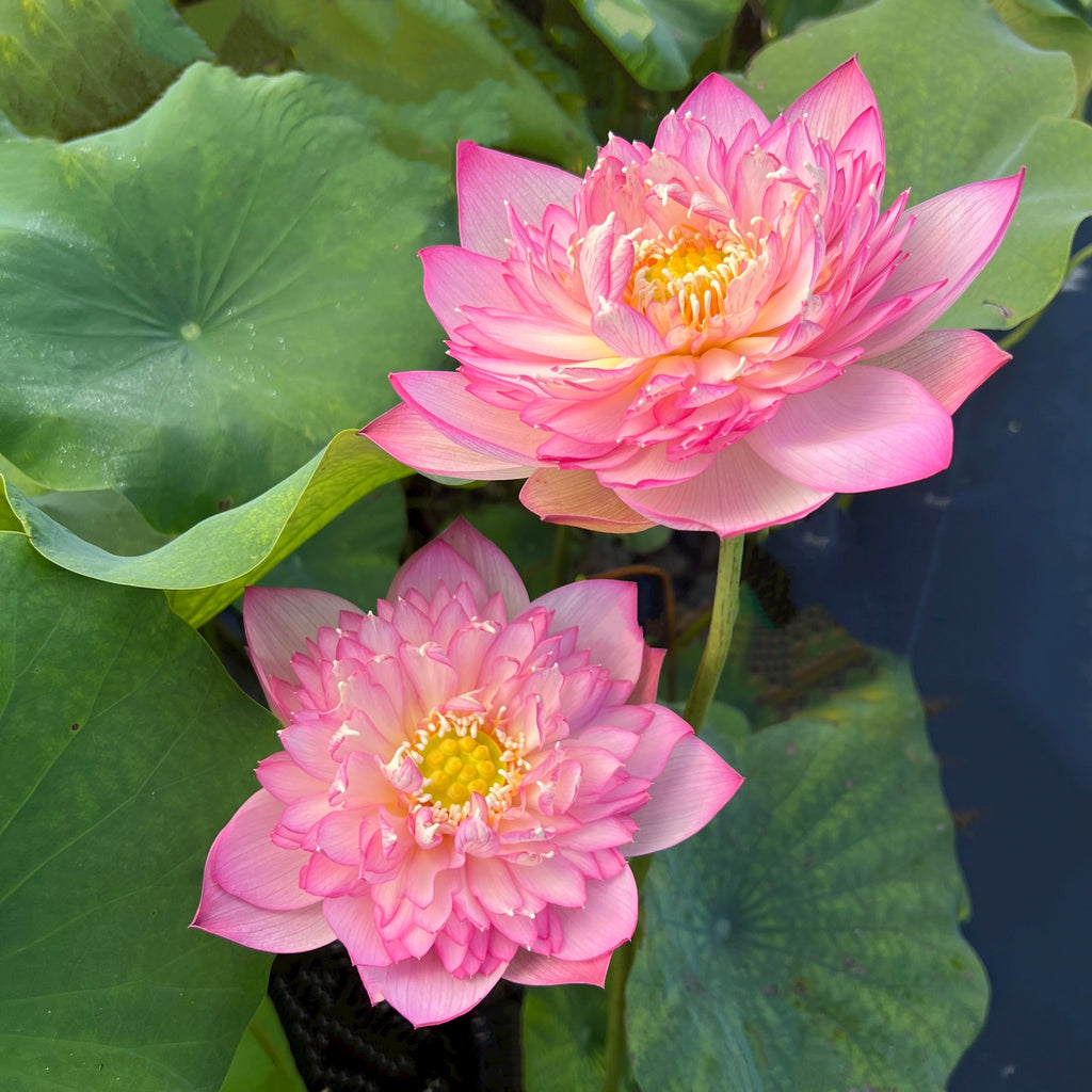 Pink Lady Lotus > Lots of Flowers