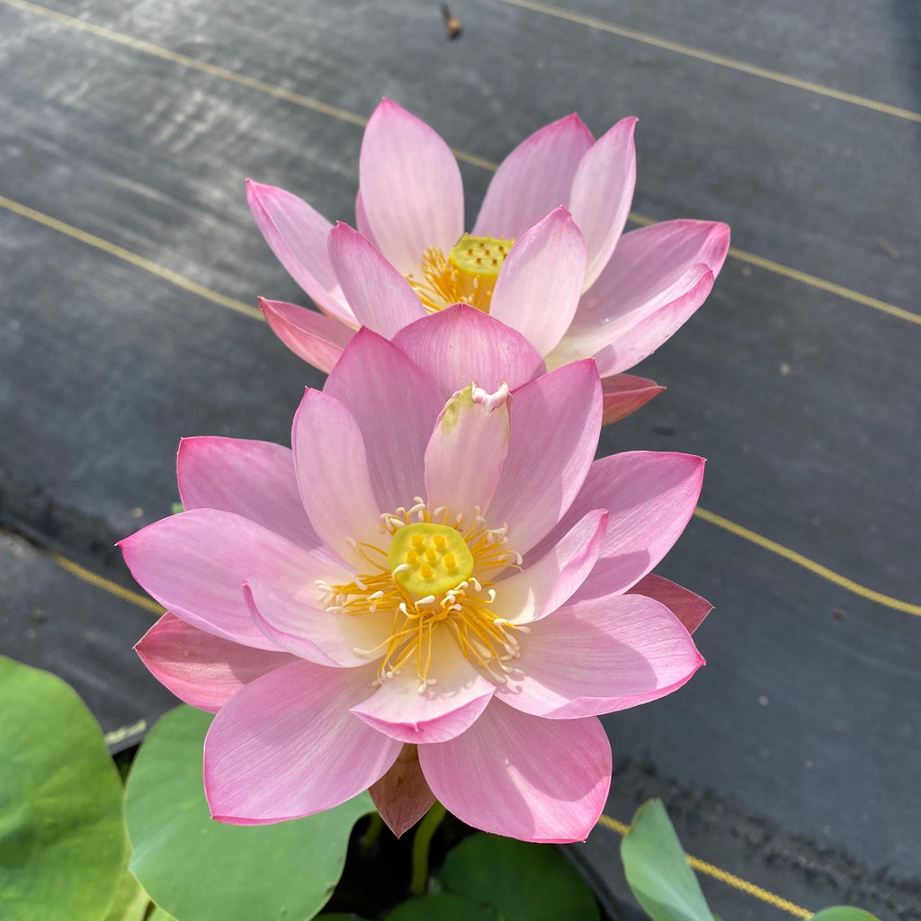 Pink Parfait Lotus, <br> Scrumptious Blooms!