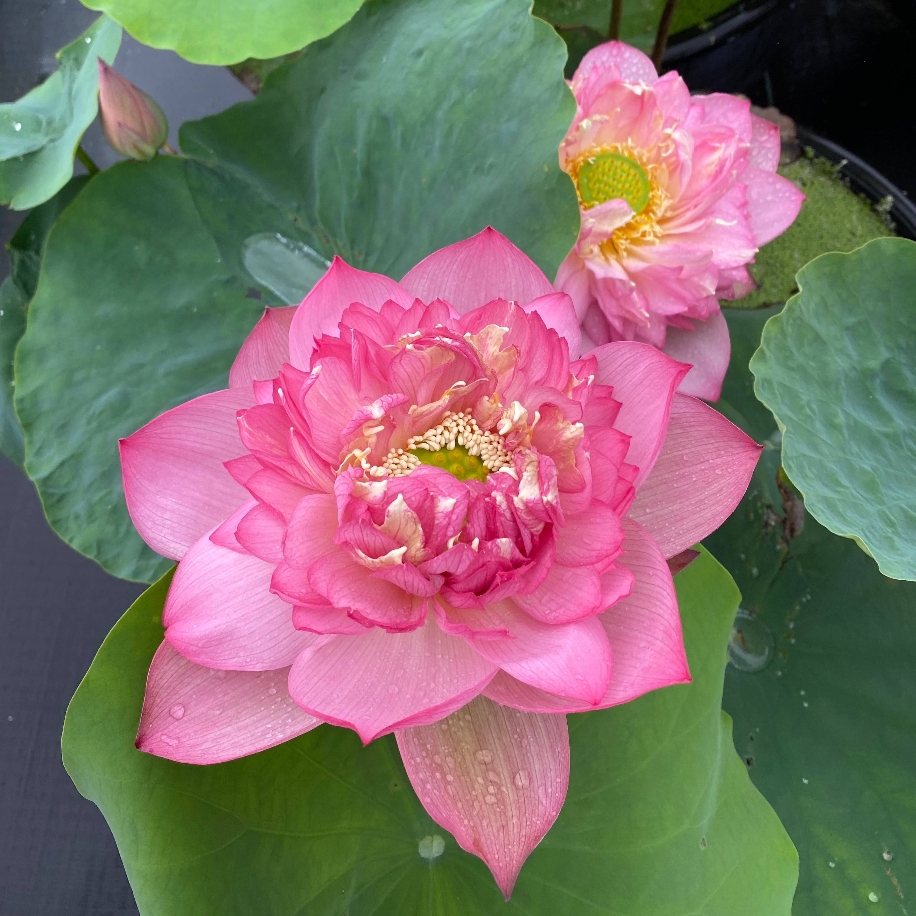 Pink Symphony Lotus (Pink Pror Pink) - PondLotus.com
