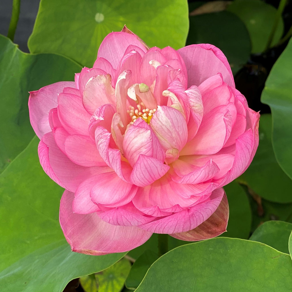 Pink Tower Lotus  <br>  Beautiful!