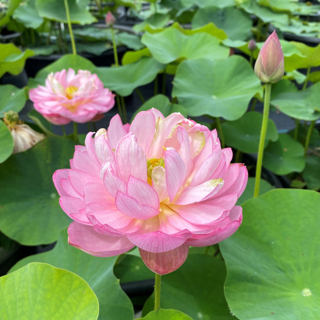 Pink Tower Lotus  <br>  Beautiful!