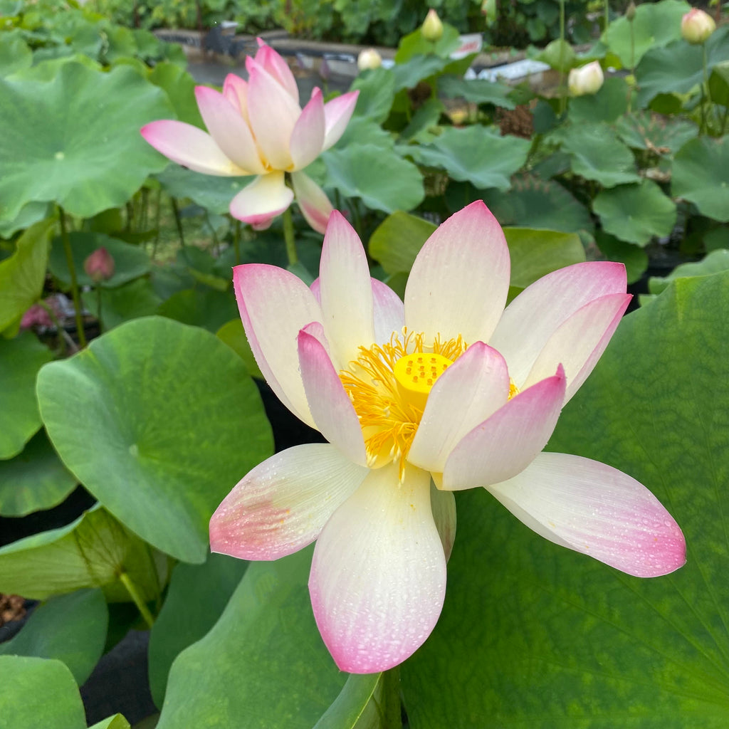 Pink and Gold  Lotus > Classic Beauty